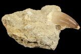 Mosasaur (Prognathodon) Tooth In Rock #70455-2